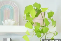 Neon Pothos Care Guide: Light, Watering and Growth Tips