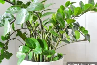 ZZ Plant Care Guide: Light, Watering and Growth Tips