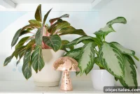 Aglaonema Care Guide: Grow and Maintain Chinese Evergreen