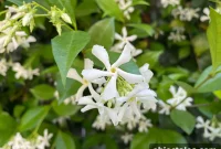 Star Jasmine Care: Growing Tips and Maintenance