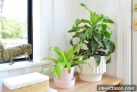 Corn Plant Care: Tips for Thriving Indoor Dracaena