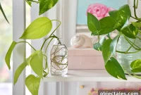 How to Propagate Pothos: A Step-by-Step Cuttings Guide