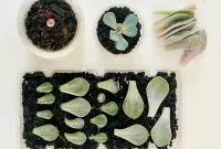How to Propagate Succulents: Step-by-Step Guide for New Plants