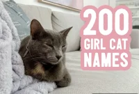 200 Female Cat Names and Naming Tips