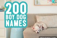 200 Male Dog Names and Practical Naming Tips