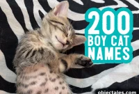 200 Male Cat Names with Naming Tips