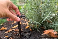 Drip Irrigation Installation: Step-by-Step for Your Garden