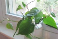 How to Propagate Plants from Cuttings