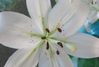DIY Lily Bouquet: Create a Stunning Floral Arrangement