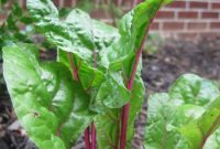 Edible Garden Update: What’s Growing Now