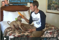 Traveling With Your Dog: Essential Tips for Smooth Trips