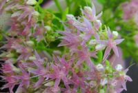 Sedum for September: Affordable Fall-Blooming Varieties