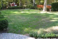 How to Grow Grass in Your Backyard