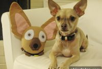 Meet Our Beloved Four-Legged Family Member