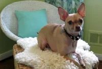 DIY Faux Sheepskin Rug: Pattern Cutting & Assembly (Part 1)