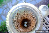 Tiny Eggs Found in a Bird’s Nest on Our Porch