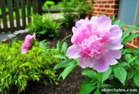 One Year in Our Edible Garden: What We Grew and Learned