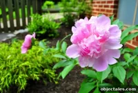 A Year in Our Edible Garden: Lessons, Harvests, and Tips