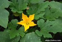 How We Grew White Pumpkins: Tips, Timeline & Results