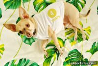 3rd Blogiversary: Celebrating Puppy Love