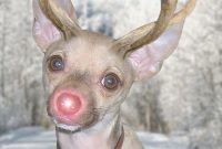 Our Dog Dressed as a Reindeer for Christmas Cards