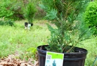 How to Plant Leyland Cypress for Year-Round Privacy