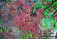 How We Transplanted Our Red Maple Tree: Step-by-Step Guide