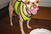 Celebrate Your Dogiversary: Party Ideas and Gift Inspiration