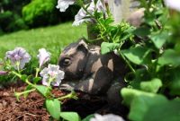 How to Install Weed Barrier Fabric for Lasting Garden Protection
