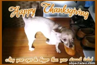 How to Roast a Juicy Thanksgiving Turkey