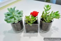Planting Succulents: Step-by-Step for Thriving Plants