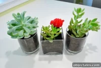 How to Plant Succulents: Step-by-Step Guide for Thriving Plants
