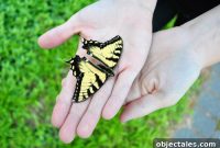 How to Preserve a Dried Butterfly