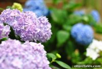Planting Boxwoods, Petunias and Hydrangeas for a Lush Garden
