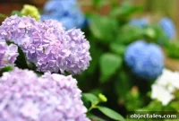 How to Plant Boxwoods, Petunias and Hydrangeas in Your Garden
