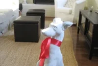 Puppy Love: How to Bond with Your New Dog