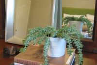 Low-Maintenance Houseplants That Thrive Indoors
