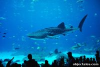 Georgia Aquarium Guide: Top Exhibits, Tickets & Visitor Tips