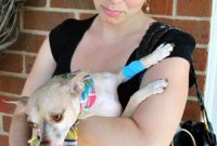 Chihuahua Teeth Cleaning: What to Expect at the First Visit