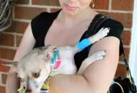 Chihuahua’s First Teeth Cleaning: What to Expect