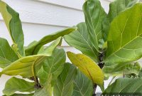 Fiddle Leaf Fig Care: Expert Tips for Thriving Plants