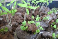 Growing Herbs and Vegetables from Seed: Step-by-Step Guide