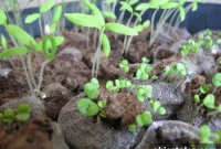 Grow Herbs and Vegetables from Seed: Step-by-Step Guide