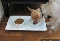 DIY Dog Food and Water Station: Step-by-Step