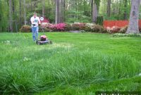 Overseeding Guide: Grow a Lush, Thick Lawn