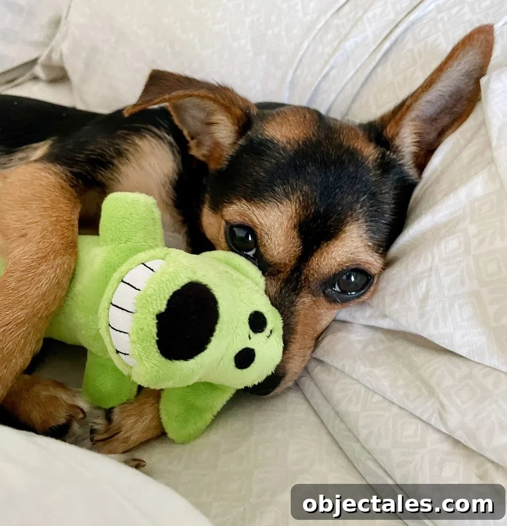 Meet Penny Petersik: DIY Home Decor Ideas and Tips 2 Penny peeking around a small dog toy she is holding