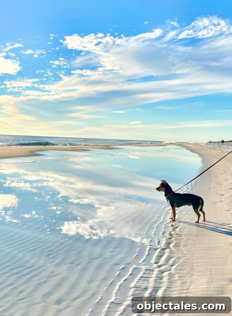 Meet Penny Petersik: DIY Home Decor Ideas and Tips 10 Penny the Chorkie standing on tidepool on beach with clouds