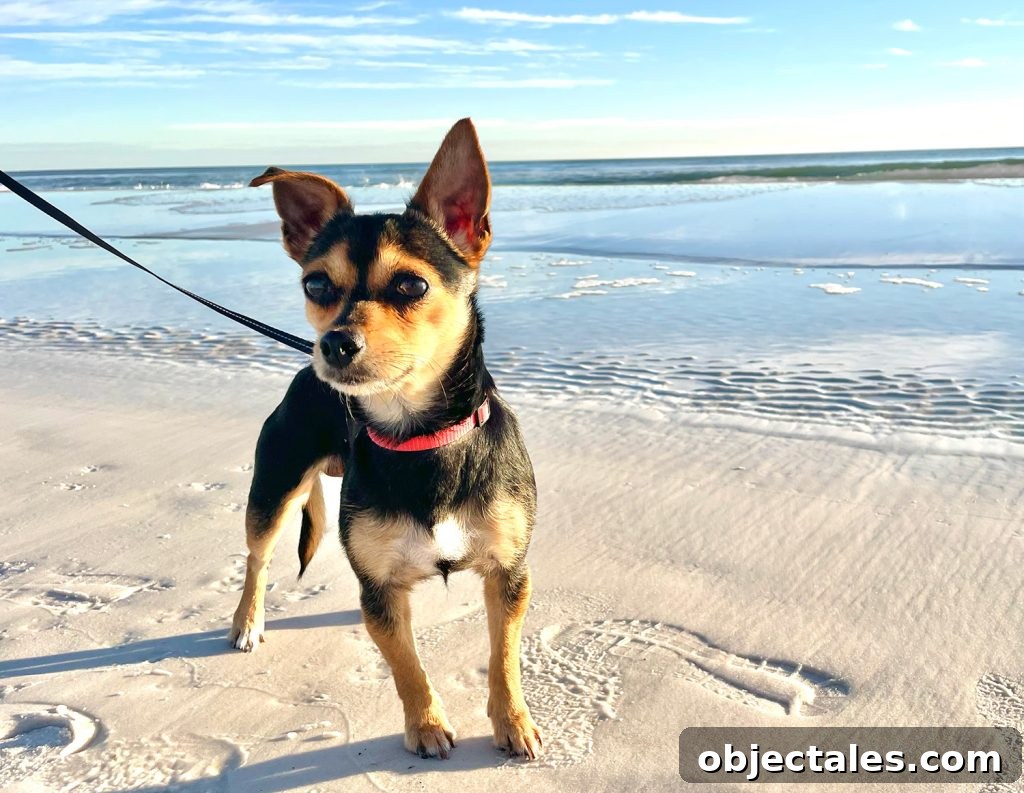 Meet Penny Petersik: DIY Home Decor Ideas and Tips 11 Penny standing in the sand on the beach