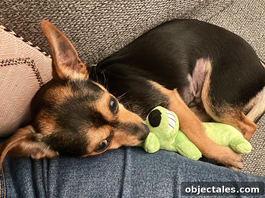 Meet Penny Petersik: DIY Home Decor Ideas and Tips 13 Penny the chorkie sleeping with green dog toy