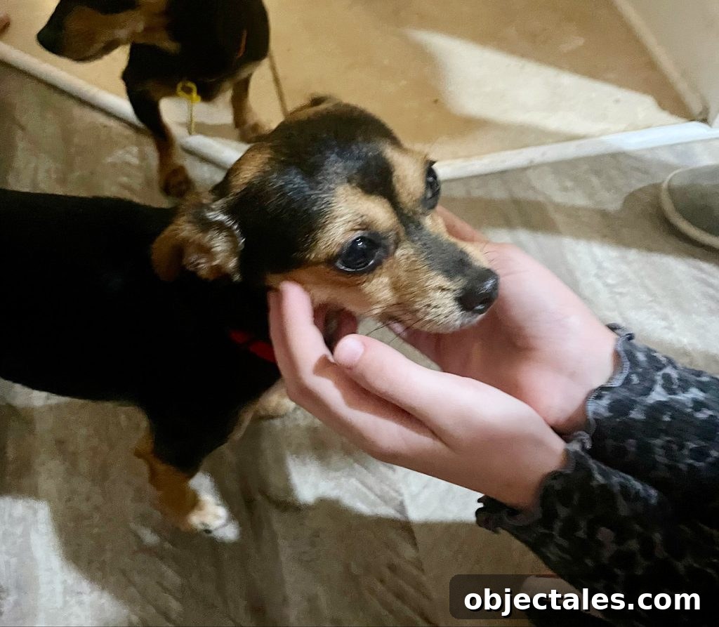 Meet Penny Petersik: DIY Home Decor Ideas and Tips 5 Small chihuahua yorkie mix with brown and black coloring
